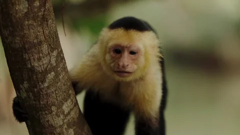 Capuchin Monkey Calling Costa Rica Travel Boat Tour Mangrove Vídeo Stock 347769019