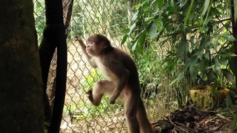 Capuchin monkey Cebus albifrons behind a fence but filmed inside the cage Stock Footage 142758583