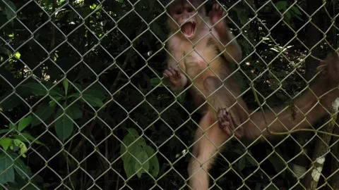 A capuchin monkey cebus albifrons clamped to a metal fence of a cage Stock Footage 142758983