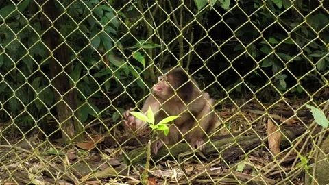Capuchin monkey cebus albifrons sitting behind a fence of a cage Stock Footage 142758569