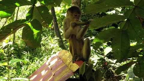 A capuchin monkey cebus albifrons sitting on the roof of a small house Stock Footage 142759007