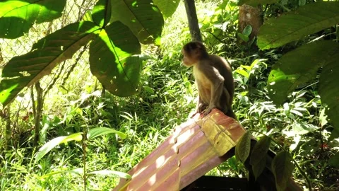 A capuchin monkey cebus albifrons sitting on the roof of a small house Stock Footage 142759008