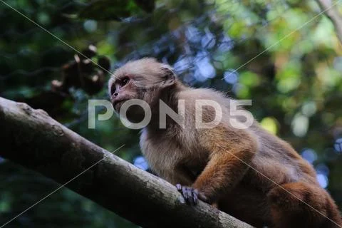 Capuchin monkey, cebus albifrons sitting on a large branch in tropical Stock Photos
