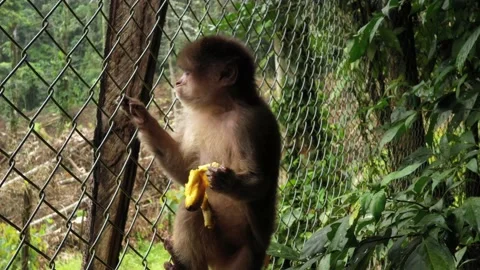 A capuchin monkey cebus albifrons white a grey fur eating a banana inside a cage Stock Footage 142759367