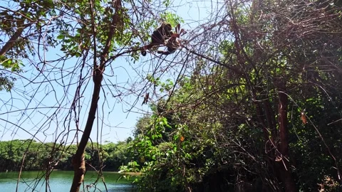 Capuchin monkey (Cebus apella) Video stock 302747815