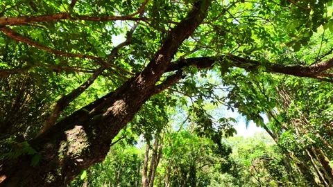 Capuchin monkey (Cebus apella) Stock Footage 302748061