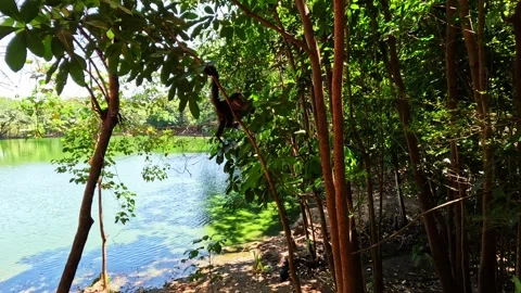 Capuchin monkey (Cebus apella) on top of the tree Stock Footage 302204836
