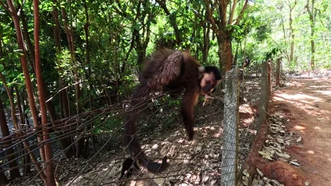 Capuchin monkey (Cebus apella) on top of the wire fence Stock Footage 302525585