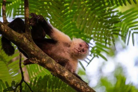 Capuchin Monkey (Cebus capucinus) Foto stock