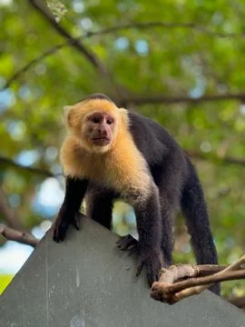 Capuchin Monkey in Central America Stock Photos