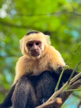 Capuchin Monkey in Central America Stock Photos