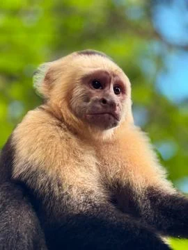 Capuchin Monkey in Central America Stock Photos