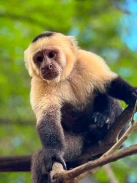 Capuchin Monkey in Central America Stock Photos