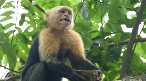 Capuchin monkey chewing and spitting out coconut pieces Stock Footage 58769732