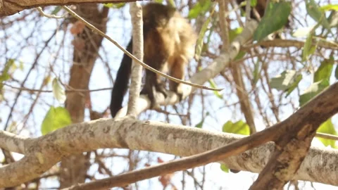 A capuchin monkey climbing in the Amazon treetops Video stock 159710885