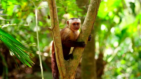 Capuchin monkey climbing down a tree trunk in a dense tropical jungle Stock Footage 336124296