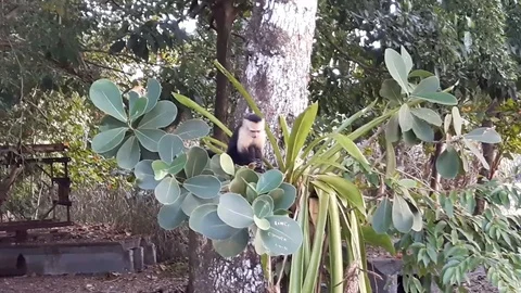 Capuchin monkey climbing Stock Footage 126731207