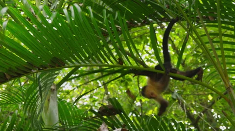Capuchin Monkey climbing, Manuel Antonio, Costa Rica Stock Footage 47465216