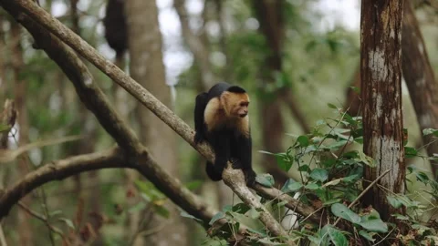 Capuchin Monkey Climbing Tree Costa Rica Mangrove Monkey Boat Tour Wildlife Vídeos de archivo 347769024