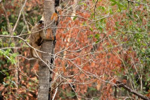Capuchin monkey climbing in tree looking and poking tongue in Pantanal 库存照片