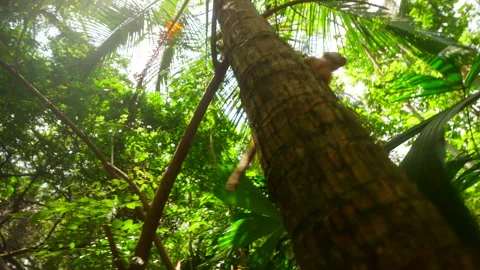Capuchin monkey climbing tree in Tayrona National Park, Colombia. Low angle pov Stock Footage 336458840