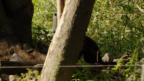 Capuchin monkey climbs and balances on tree branches inside a zoo enclosure Stock Footage 325788934