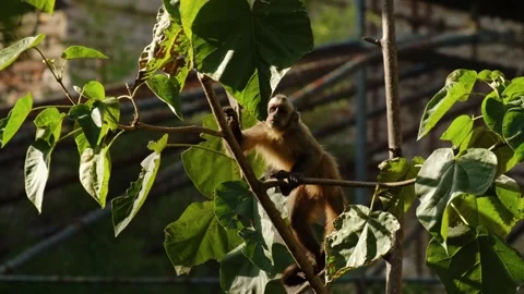 Capuchin monkey climbs and balances on tree branches inside a zoo enclosure Stock Footage 325789035