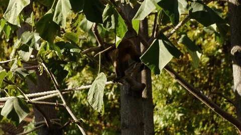 Capuchin monkey climbs and balances on tree branches inside a zoo enclosure Stock Footage 325789069
