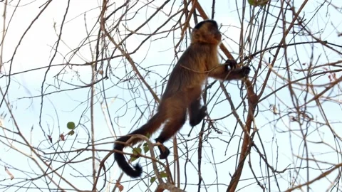 A capuchin monkey climbs branches in the treetops of the Amazon rain Video stock 159710872