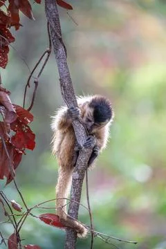 Capuchin Monkey clinging to a slender tree trunk - Pantanal Stock Photos