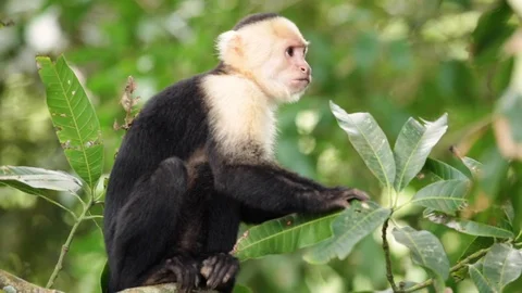 Capuchin monkey in Costa Rica Stock Footage