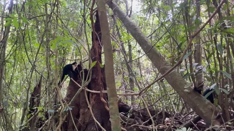 Capuchin monkey in the Costa Rican rainforest. Stock Footage 326575406
