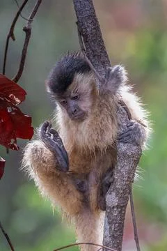Capuchin Monkey deep in thought Stock Photos