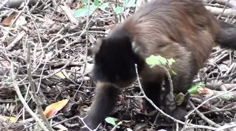 Capuchin monkey digging a hole Stock Footage 12100902