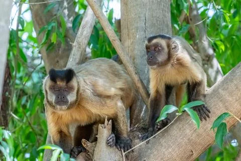 Capuchin monkey duo Stock Photos
