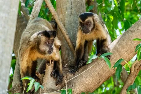 Capuchin monkey duo Stock Photos