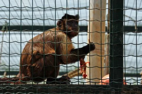 Capuchin monkey eating bird Stock Photos