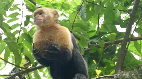 Capuchin monkey eating from a coconut and look curious around Stock Footage 58769782