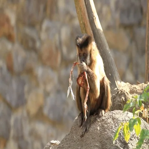 Capuchin monkey eating eating meat on stone Stock Footage 69438969