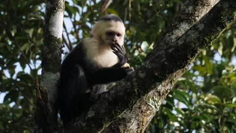 Capuchin monkey eating food in a tree Stock Footage 261916565