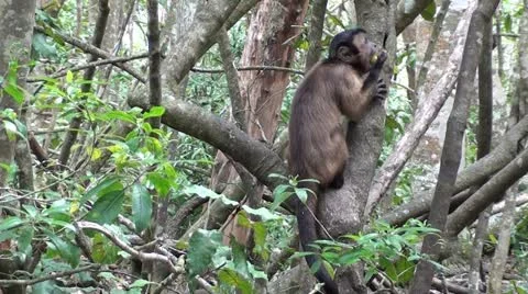 Capuchin monkey eating Stock Footage 12101250