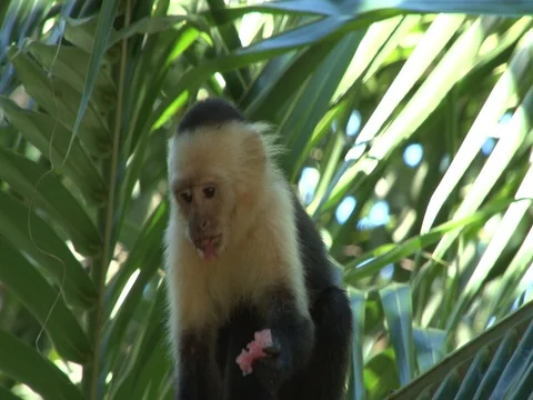 Capuchin Monkey Eating Stock Footage 85567608