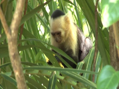 Capuchin Monkey eating Stock Footage 85567612