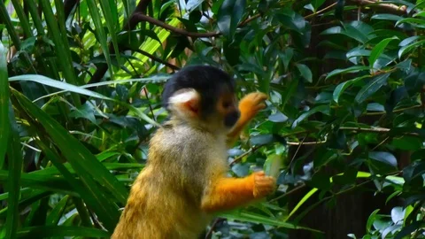 Capuchin Monkey Eating Fruit Video stock 103190679