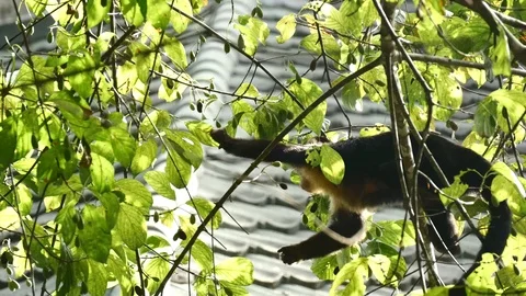 Capuchin monkey eating olives Stock Footage 126669329