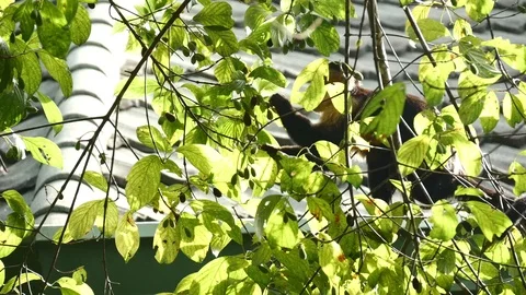 Capuchin monkey eating olives wide Stock Footage 126669345