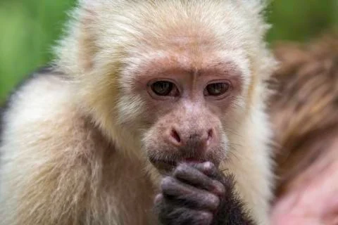 Capuchin monkey eating Stock Photos