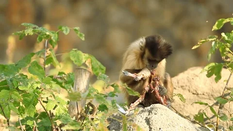 Capuchin monkey eating on the stone Stock Footage 69944627