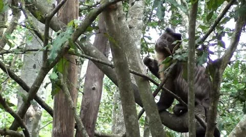 Capuchin monkey eating in a tree Stock Footage 12101535