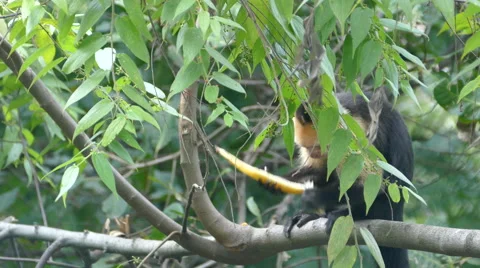 Capuchin monkey eating in a tree in the forest of Montezuma Costa Rica Stock Footage 58787953